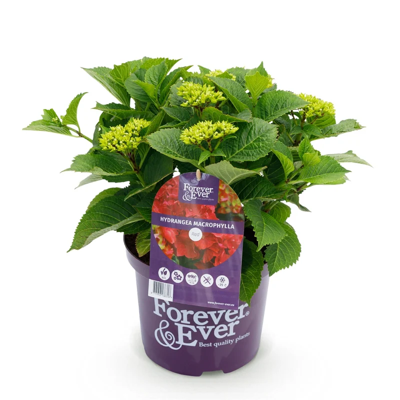 Hortensie - Hydrangea Forever & Ever - Rot - 7-12 Blumen - Topf 23cm Höhe 55cm
