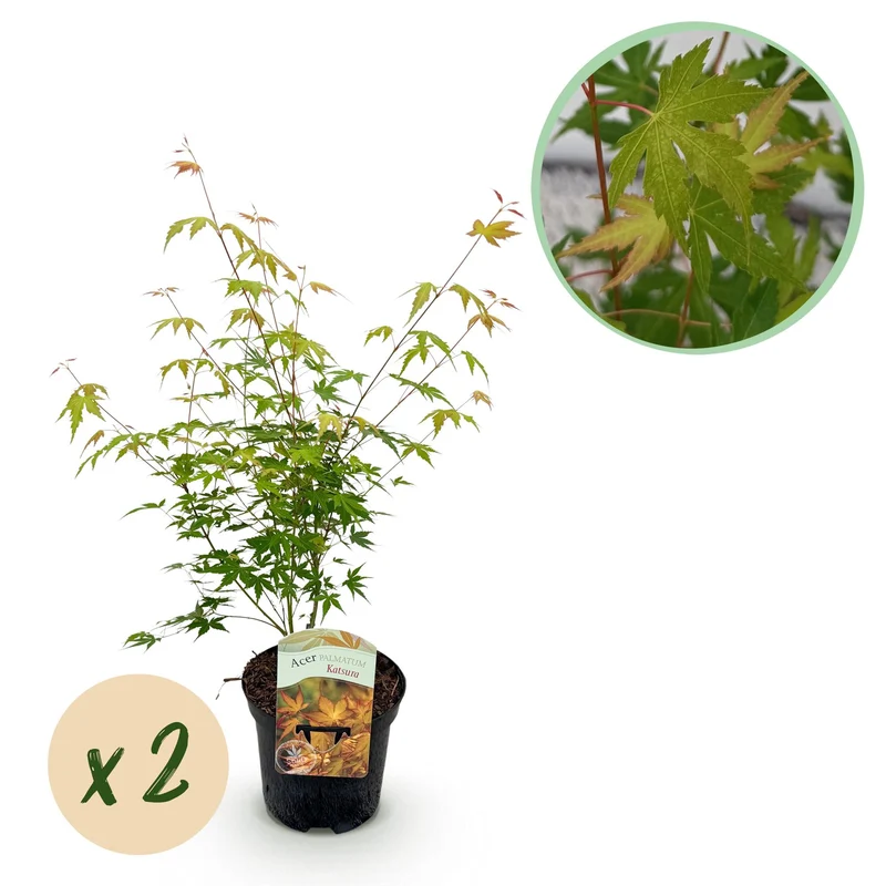 Japanischer Ahorn Katsura - Orange - 2 Pflanzen - Laubabwerfend - Topf 19cm Höhe 70cm