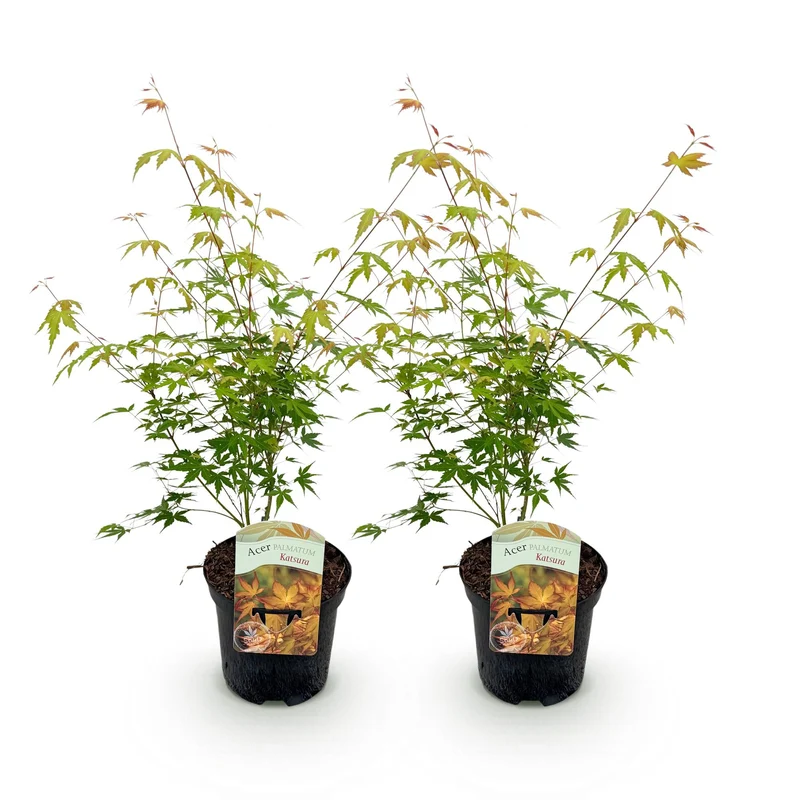Japanischer Ahorn Katsura - Orange - 2 Pflanzen - Laubabwerfend - Topf 19cm Höhe 70cm