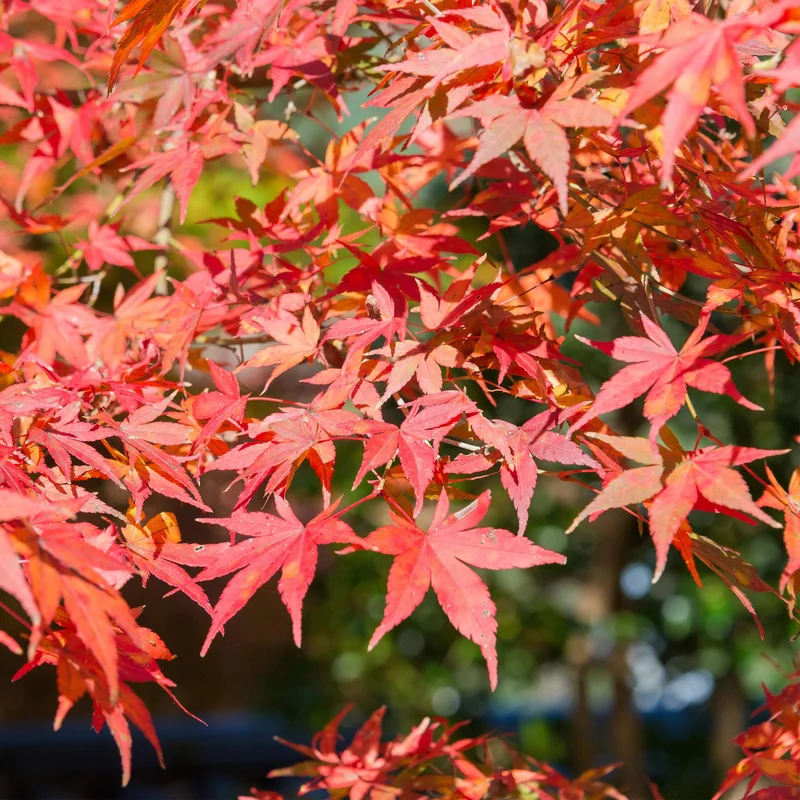 Japanischer Ahorn Shaina - Rot - 1 Pflanze - Laubabwerfend - Topf 19cm Höhe 70cm
