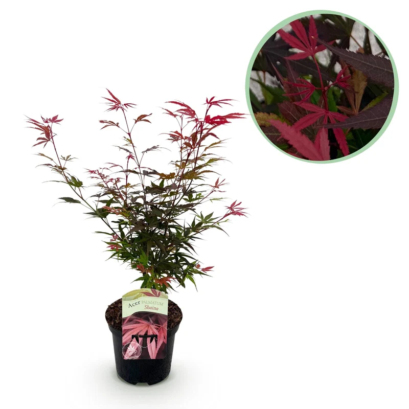 Japanischer Ahorn Shaina - Rot - 1 Pflanze - Laubabwerfend - Topf 19cm Höhe 70cm
