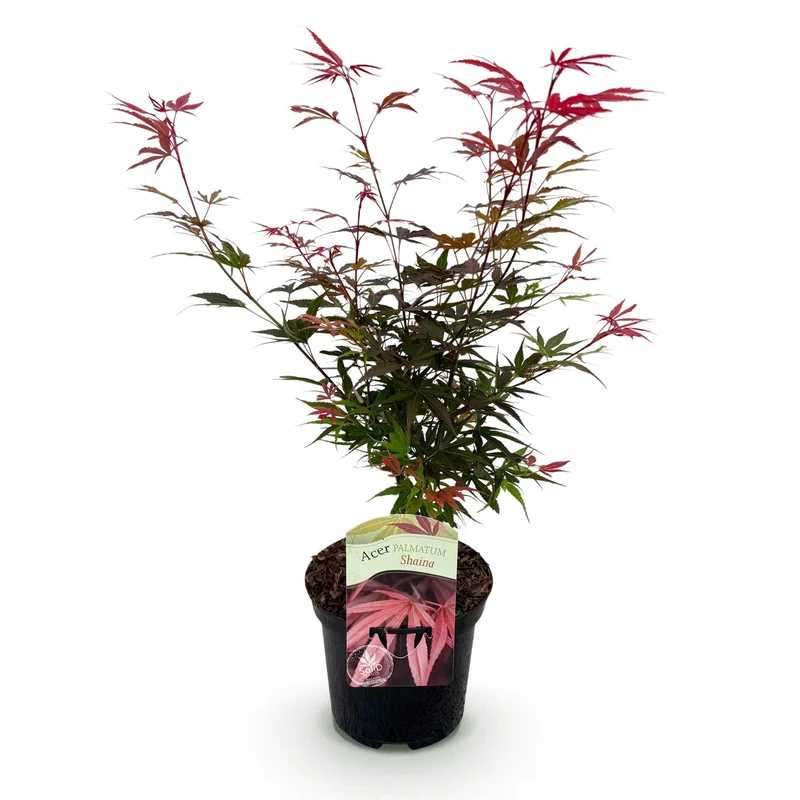 Japanischer Ahorn Shaina - Rot - 1 Pflanze - Laubabwerfend - Topf 19cm Höhe 70cm