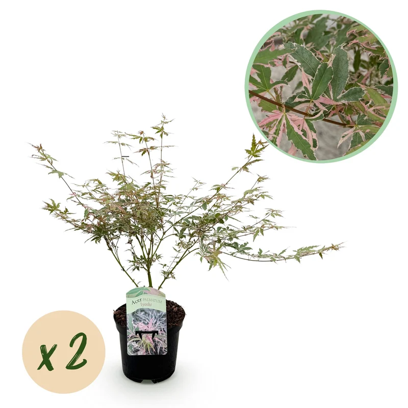 Japanischer Ahorn Iyoshi Rosa - 2 Pflanzen - Laubabwerfend - Topf 19cm Höhe 70cm