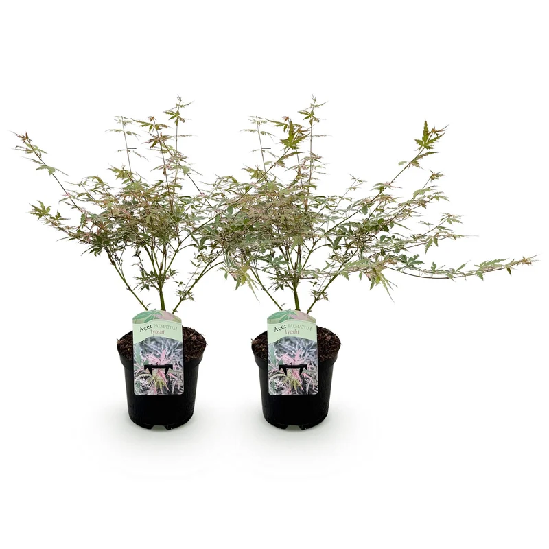 Japanischer Ahorn Iyoshi Rosa - 2 Pflanzen - Laubabwerfend - Topf 19cm Höhe 70cm