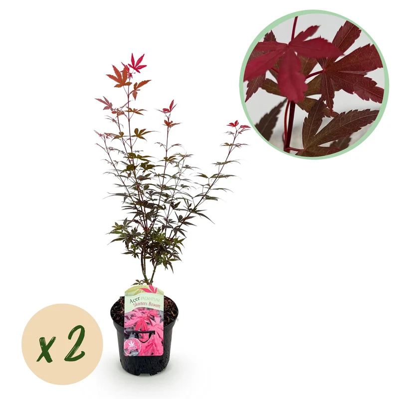 Japanischer Ahorn Skeetsers Broom - Lila - 2 Pflanzen - Laubabwerfend - Topf 19cm Höhe 70cm