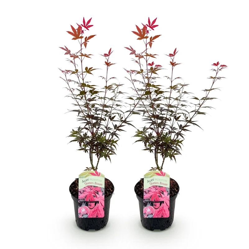 Japanischer Ahorn Skeetsers Broom - Lila - 2 Pflanzen - Laubabwerfend - Topf 19cm Höhe 70cm