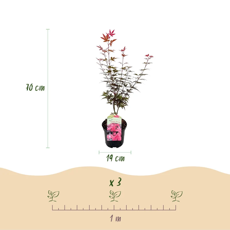 Japanischer Ahorn Skeetsers Broom - Lila - 2 Pflanzen - Laubabwerfend - Topf 19cm Höhe 70cm