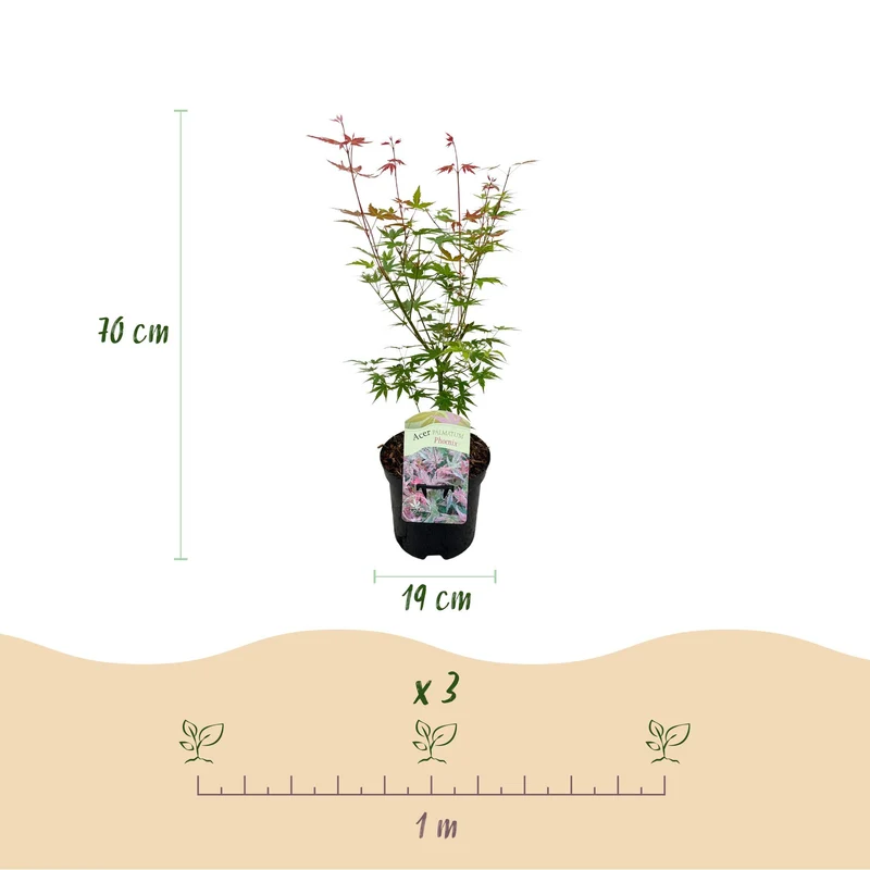Japanischer Ahorn - Acer palmatum Phoenix - Rosa - 2 Pflanzen - Laubabwerfend - Topf 19cm Höhe 70cm