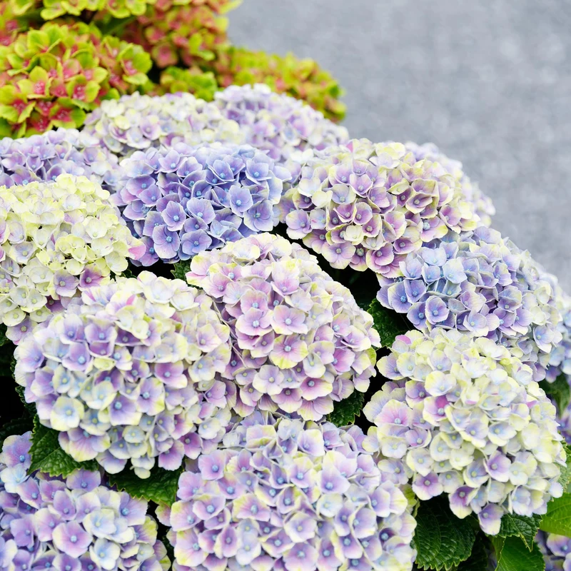 Hortensie - Hydrangea Magical Jewel Blue - Blau - 6-10 Blumen - Topf 23cm Höhe 55cm