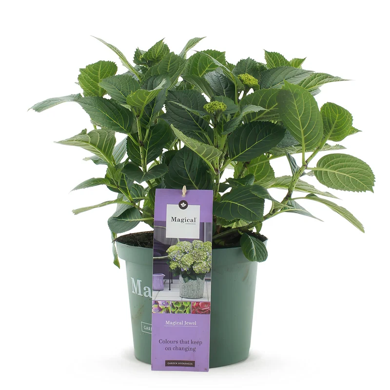 Hortensie - Hydrangea Magical Jewel Blue - Blau - 6-10 Blumen - Topf 23cm Höhe 55cm