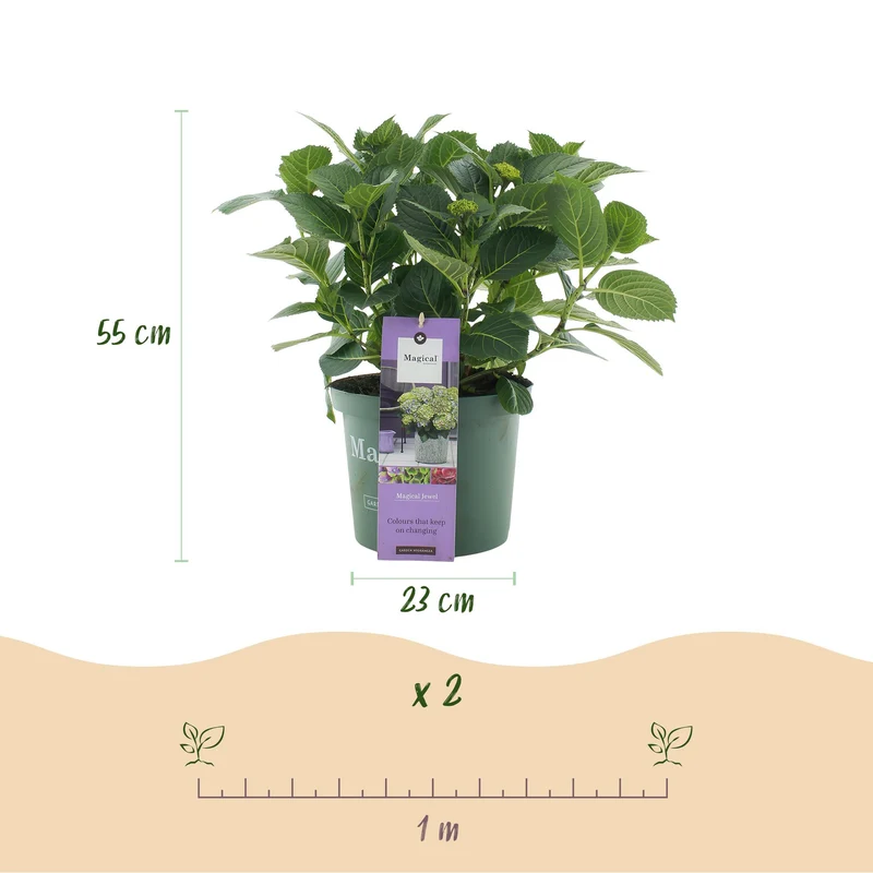 Hortensie - Hydrangea Magical Jewel Blue - Blau - 6-10 Blumen - Topf 23cm Höhe 55cm