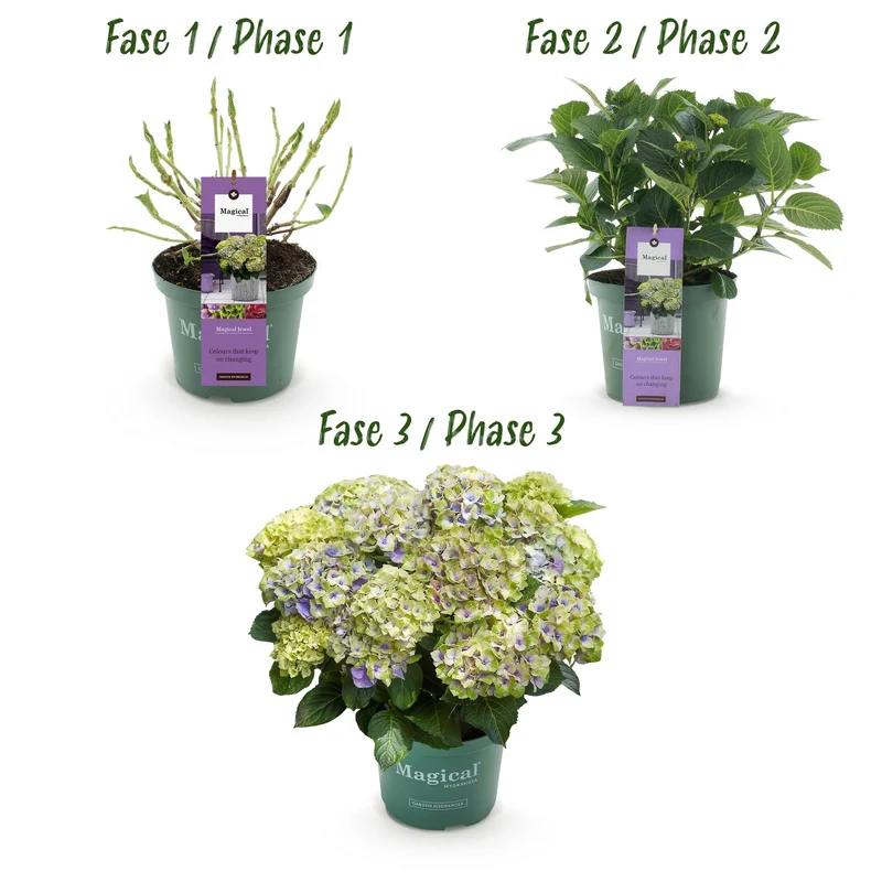 Hortensie - Hydrangea Magical Jewel Blue - Blau - 6-10 Blumen - Topf 23cm Höhe 55cm