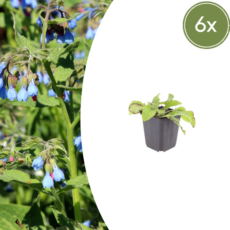 6x Beinwell kaufen – Symphytum grand. 'Wisley Blue' - ↕10-25cm - Ø9cm