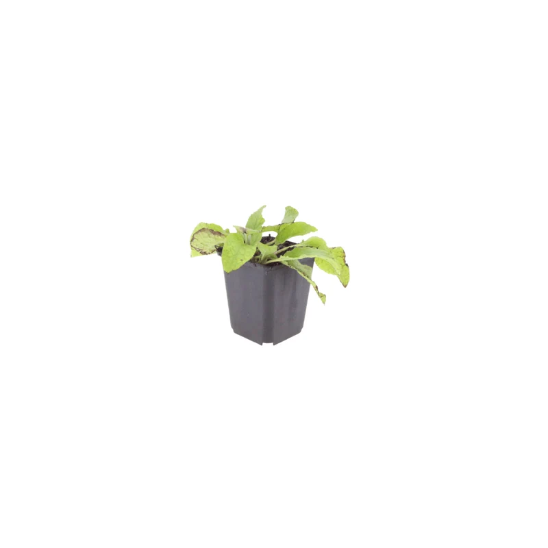 6x Beinwell kaufen – Symphytum grand. 'Wisley Blue' - ↕10-25cm - Ø9cm