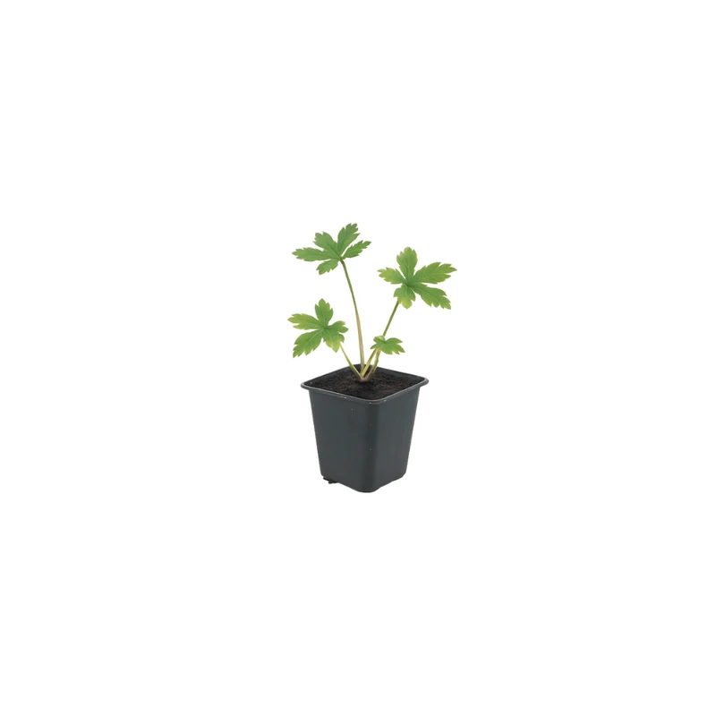 6x Astrantia major - ↕10-25cm - Ø9cm