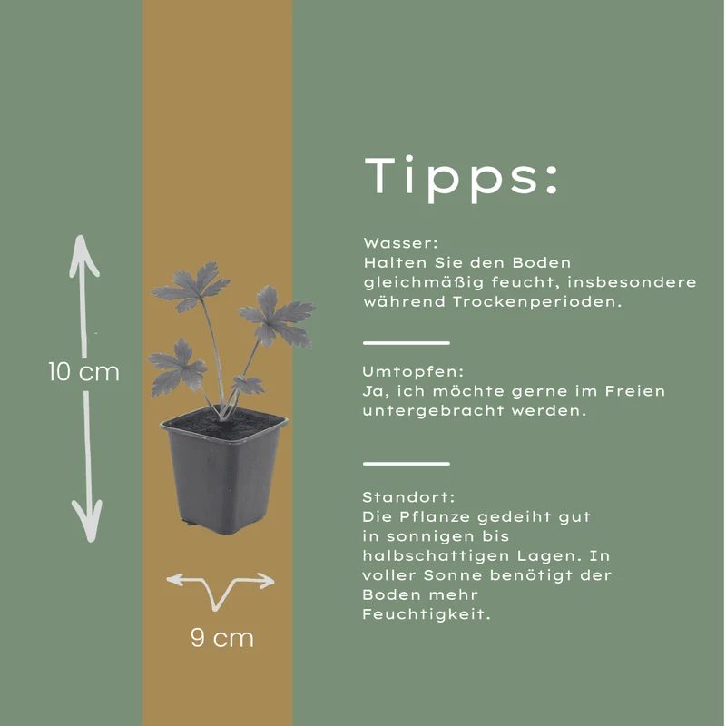 6x Astrantia major - ↕10-25cm - Ø9cm