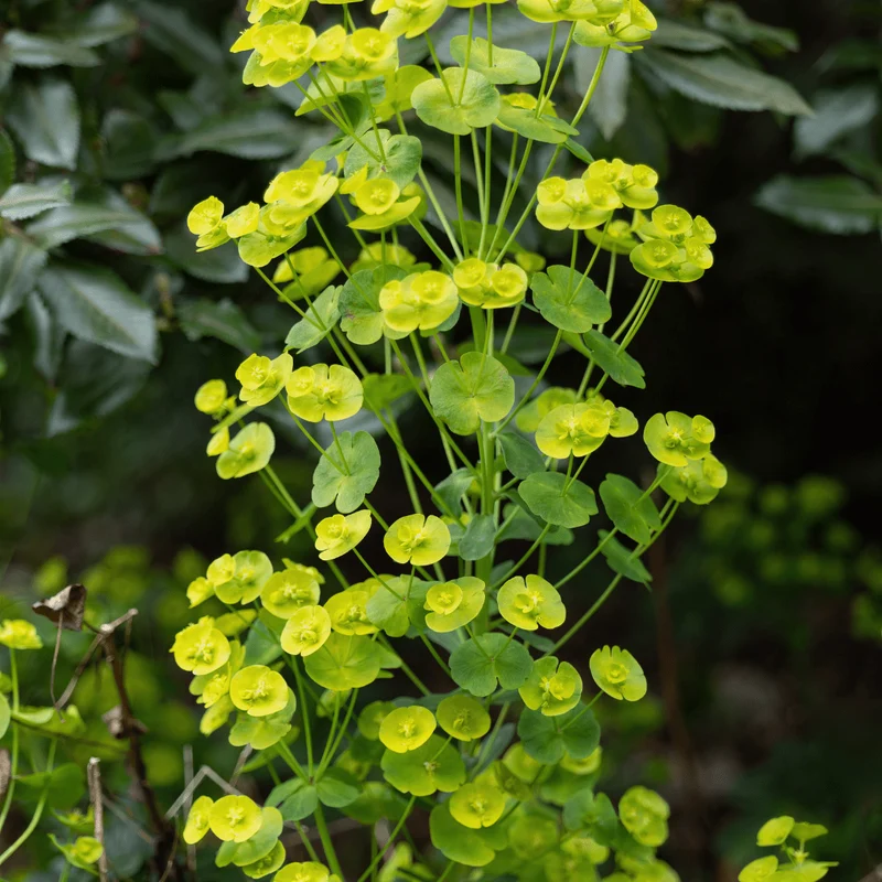 6x Wolfsmilch kaufen – Euphorbia amygdal. robbiae - ↕10-25cm - Ø9cm