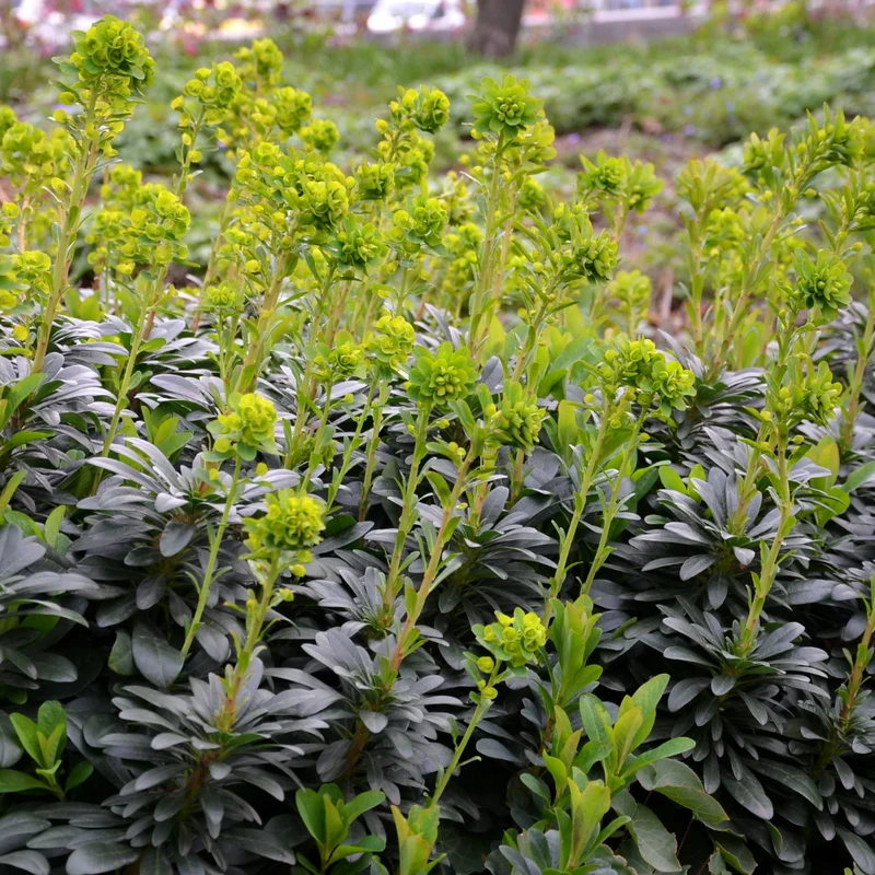 6x Wolfsmilch kaufen – Euphorbia amygdal. robbiae - ↕10-25cm - Ø9cm
