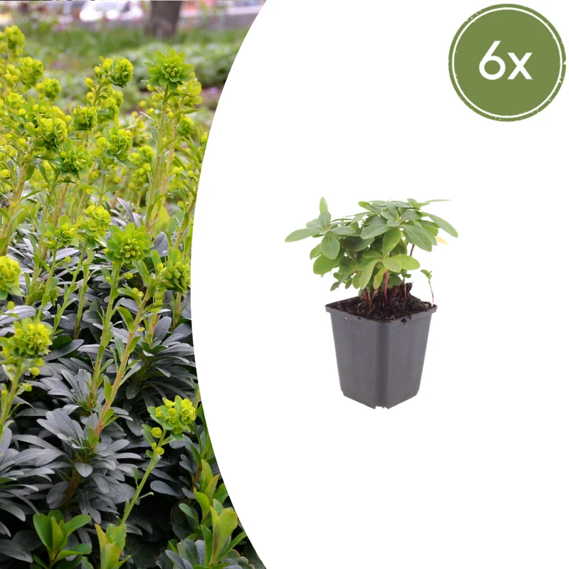 6x Wolfsmilch kaufen – Euphorbia amygdal. robbiae - ↕10-25cm - Ø9cm