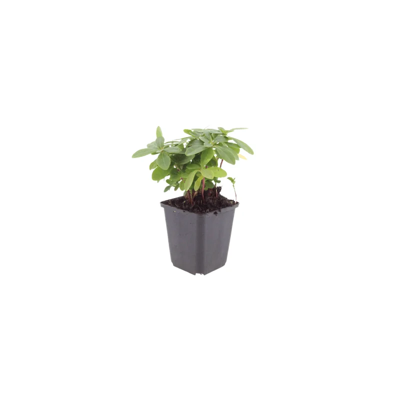 6x Wolfsmilch kaufen – Euphorbia amygdal. robbiae - ↕10-25cm - Ø9cm