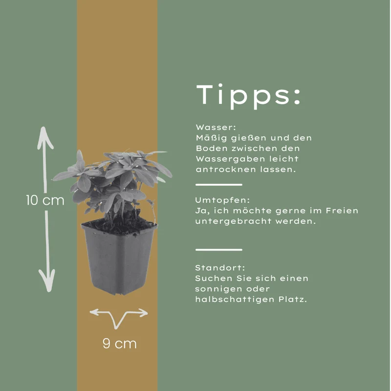 6x Wolfsmilch kaufen – Euphorbia amygdal. robbiae - ↕10-25cm - Ø9cm