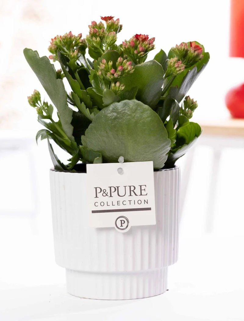 Kalanchoe Red In P&PURE Ivy Ceramics Shiny White - Ø12cm - ↕27cm