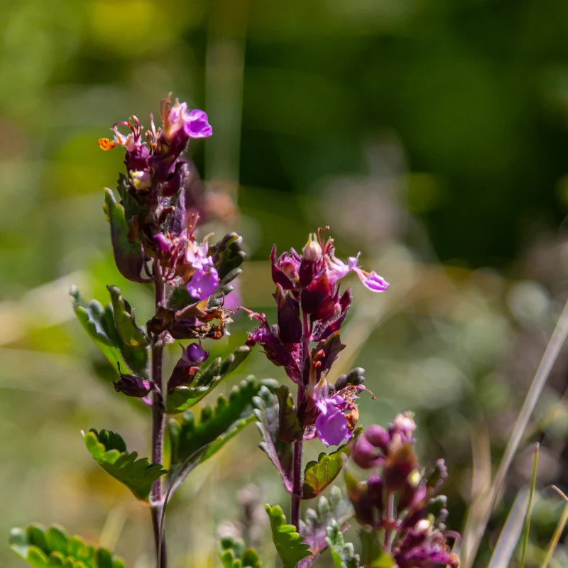 6x Edel-Gamander kaufen – Teucrium × lucidrys | Immergrüne Buchsbaum-Alternative