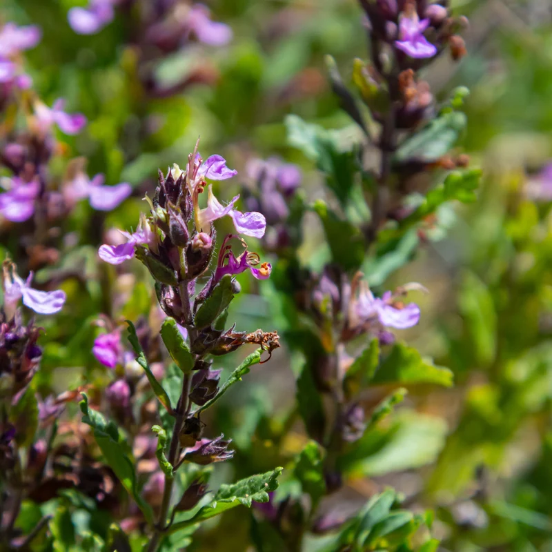 6x Edel-Gamander kaufen – Teucrium × lucidrys | Immergrüne Buchsbaum-Alternative