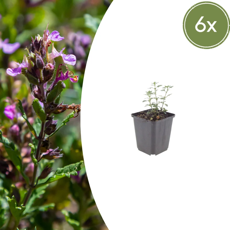 6x Edel-Gamander kaufen – Teucrium × lucidrys | Immergrüne Buchsbaum-Alternative