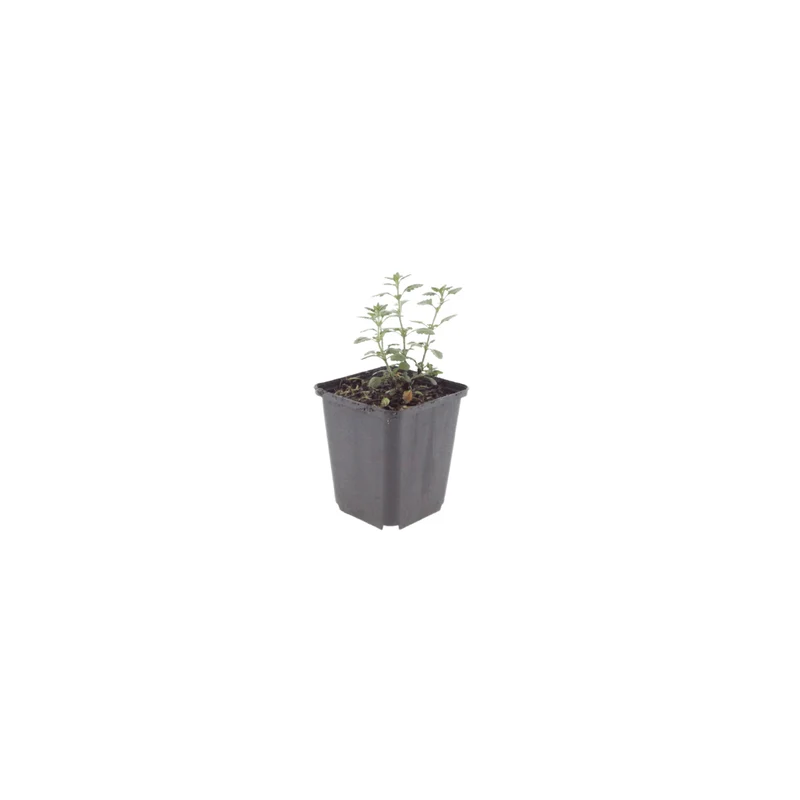 6x Edel-Gamander kaufen – Teucrium × lucidrys | Immergrüne Buchsbaum-Alternative