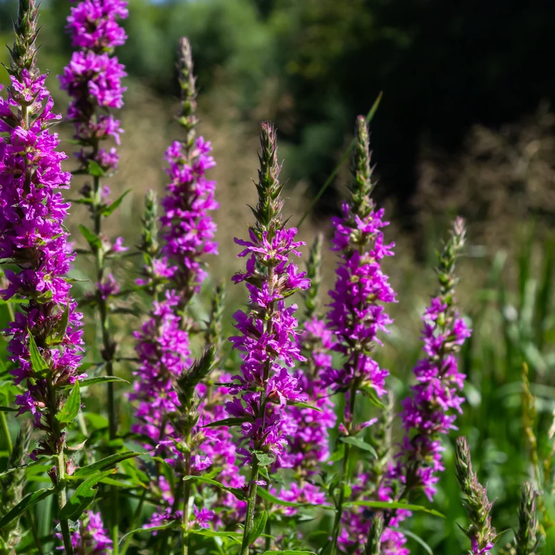 6er-Set Blutweiderich – Staude für Teichrand, Feuchtbeet & naturnahe Gärten