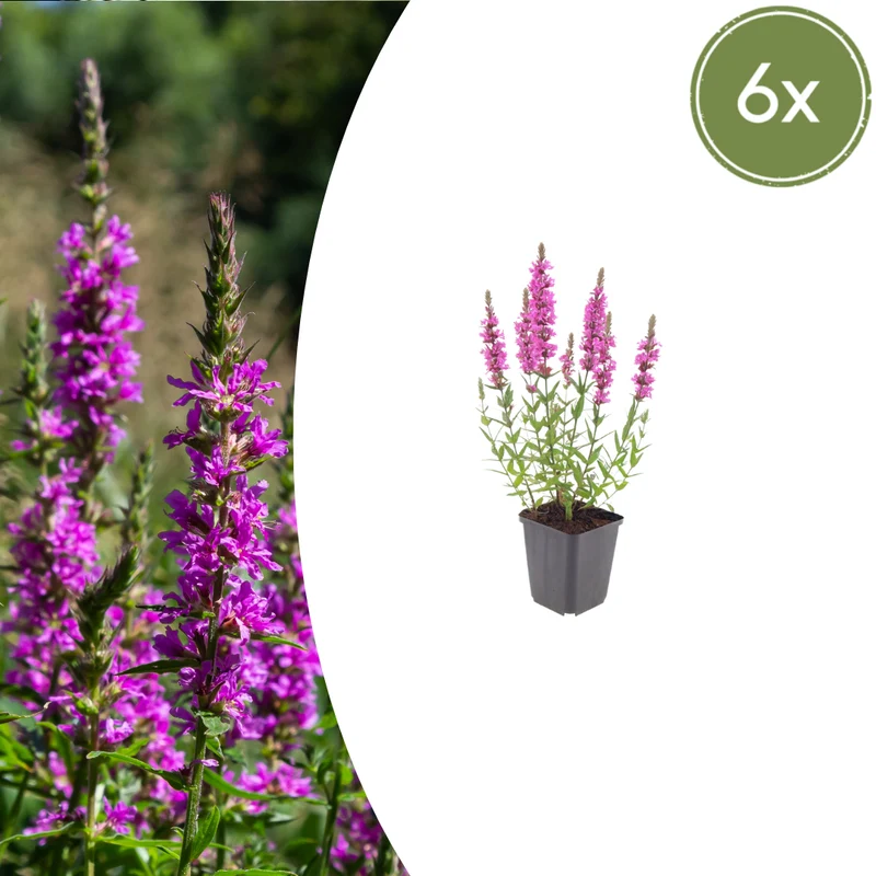 6er-Set Blutweiderich – Staude für Teichrand, Feuchtbeet & naturnahe Gärten
