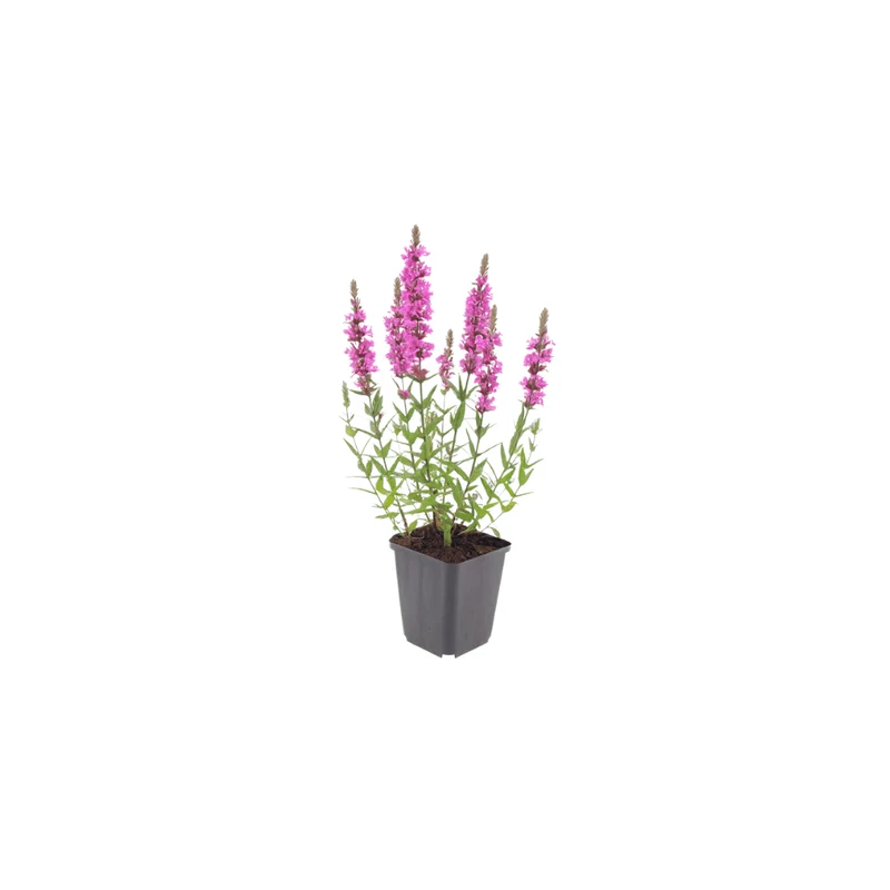 6er-Set Blutweiderich – Staude für Teichrand, Feuchtbeet & naturnahe Gärten
