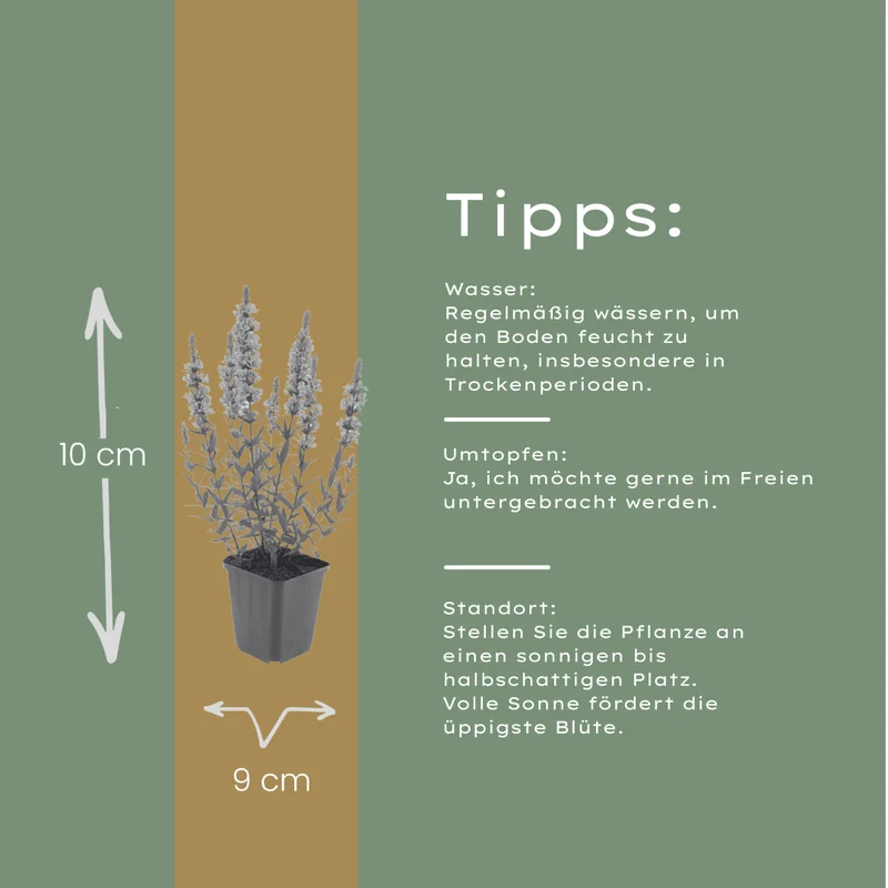 6er-Set Blutweiderich – Staude für Teichrand, Feuchtbeet & naturnahe Gärten