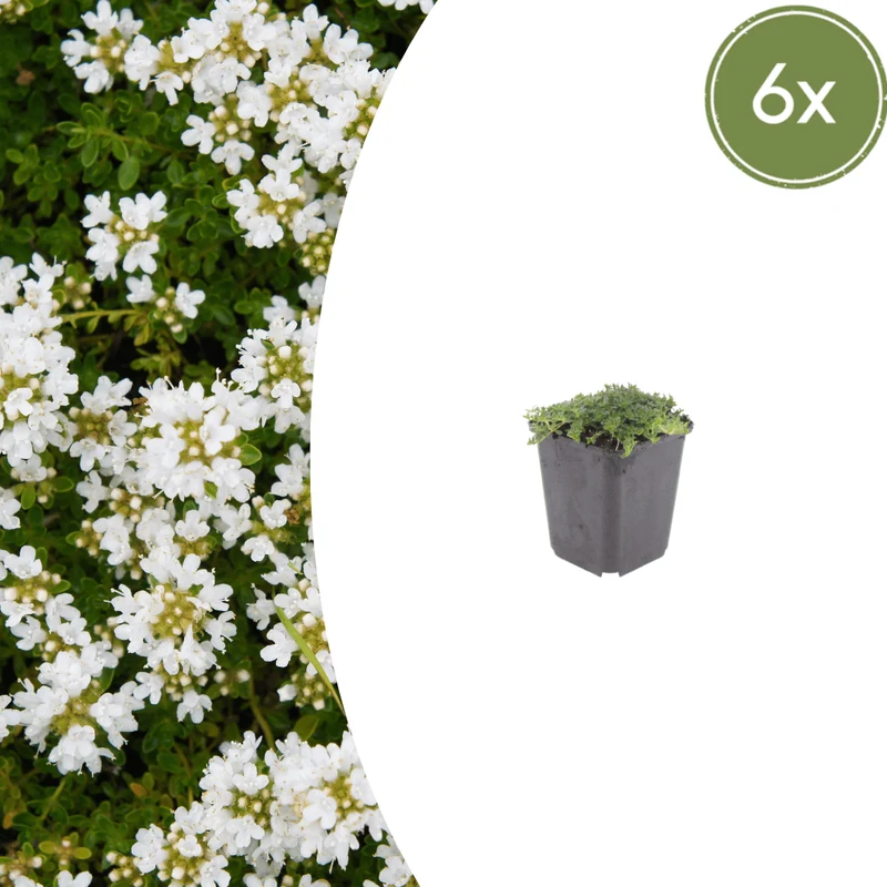 6x Thymus praecox 'Albiflorus' - ↕10-25cm - Ø9cm