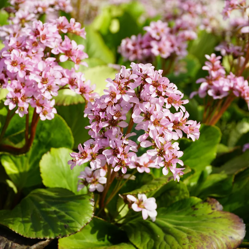 6x Bergenia cordifolia - ↕10-25cm - Ø9cm