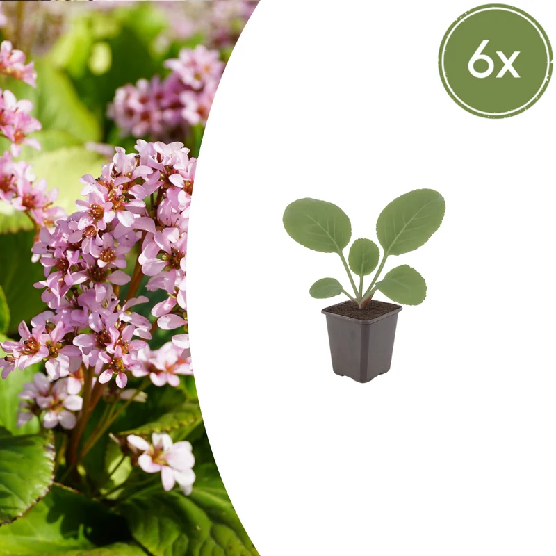 6x Bergenia cordifolia - ↕10-25cm - Ø9cm
