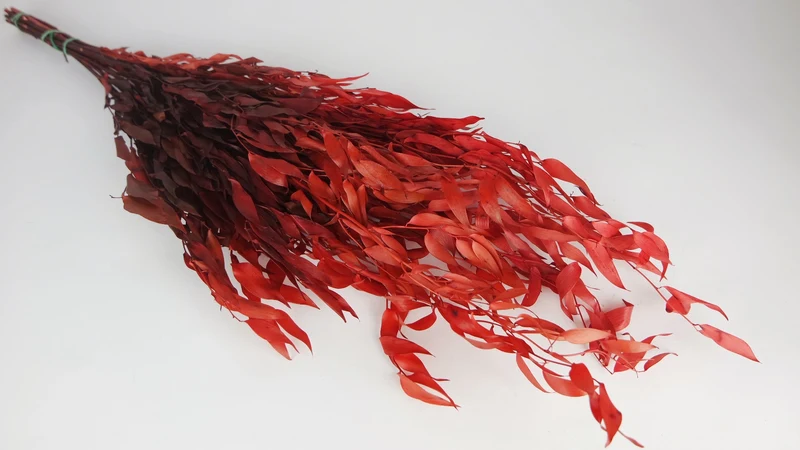 Ruskus Italian konserviert - 1 Bund - Cherry Rot
