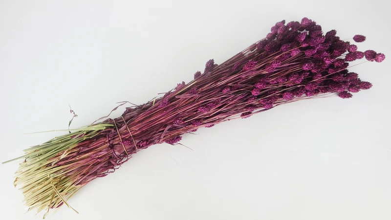 Phalaris getrocknet - 1 Bund - Pflaume