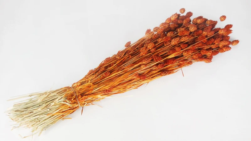 Phalaris getrocknet - 1 Bund - Karamell
