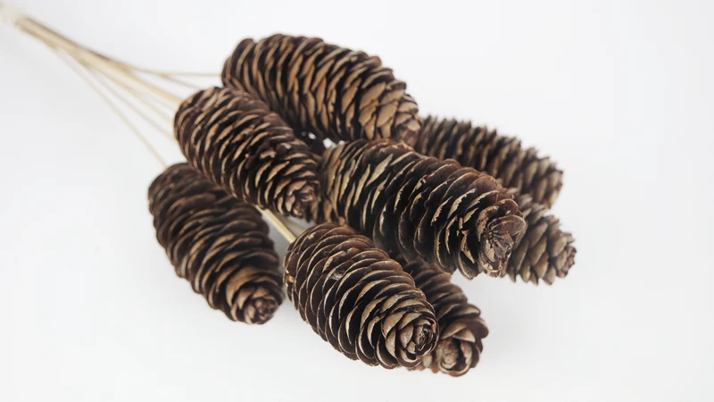 Pinienzapfen Giant - 1 Bund - Naturfarbe