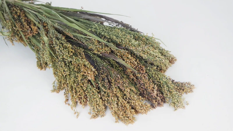 Panicum - 1 Bund - Naturfarbe