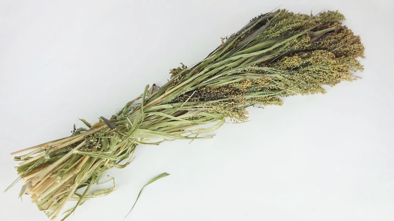 Panicum - 1 Bund - Naturfarbe