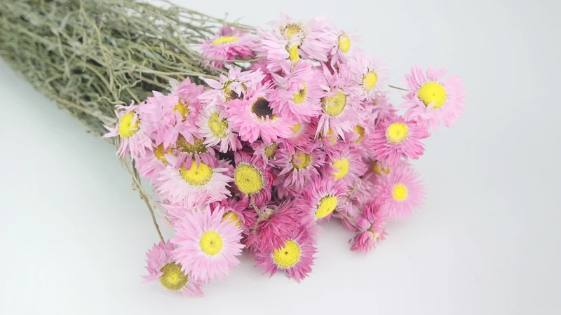 Acroclinium - 1 Strauß - Rosa