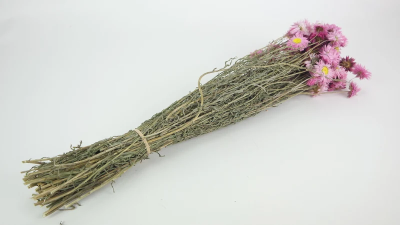 Acroclinium - 1 Strauß - Rosa