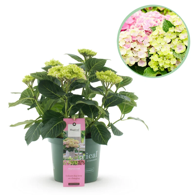 Hortensie - Hydrangea Magical Jewel Pink - Rosa - 6-10 Blumen - Topf 23cm Höhe 55cm