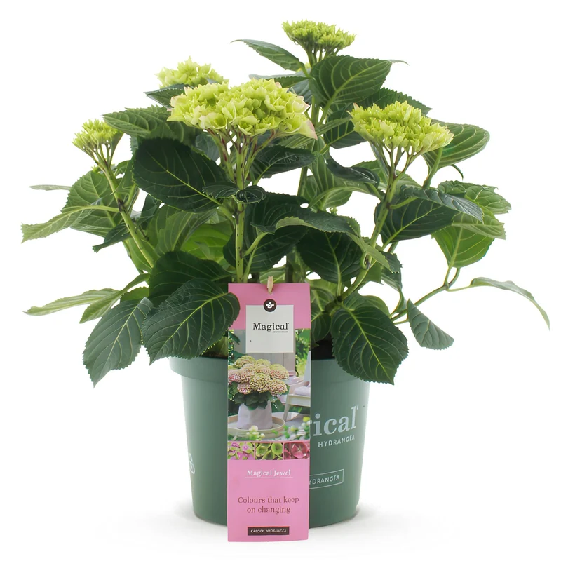 Hortensie - Hydrangea Magical Jewel Pink - Rosa - 6-10 Blumen - Topf 23cm Höhe 55cm