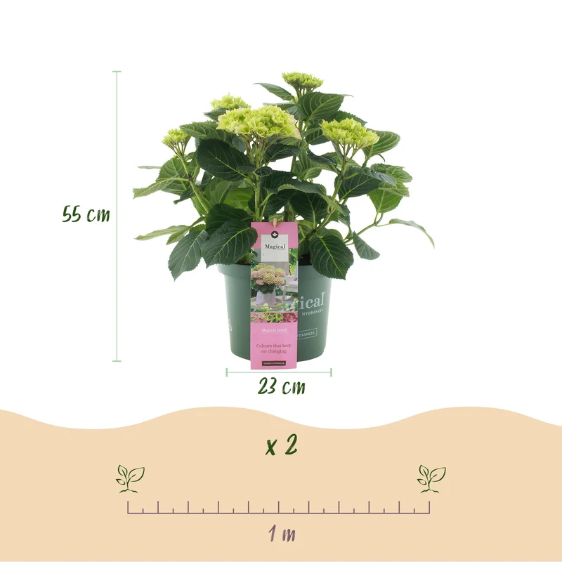 Hortensie - Hydrangea Magical Jewel Pink - Rosa - 6-10 Blumen - Topf 23cm Höhe 55cm
