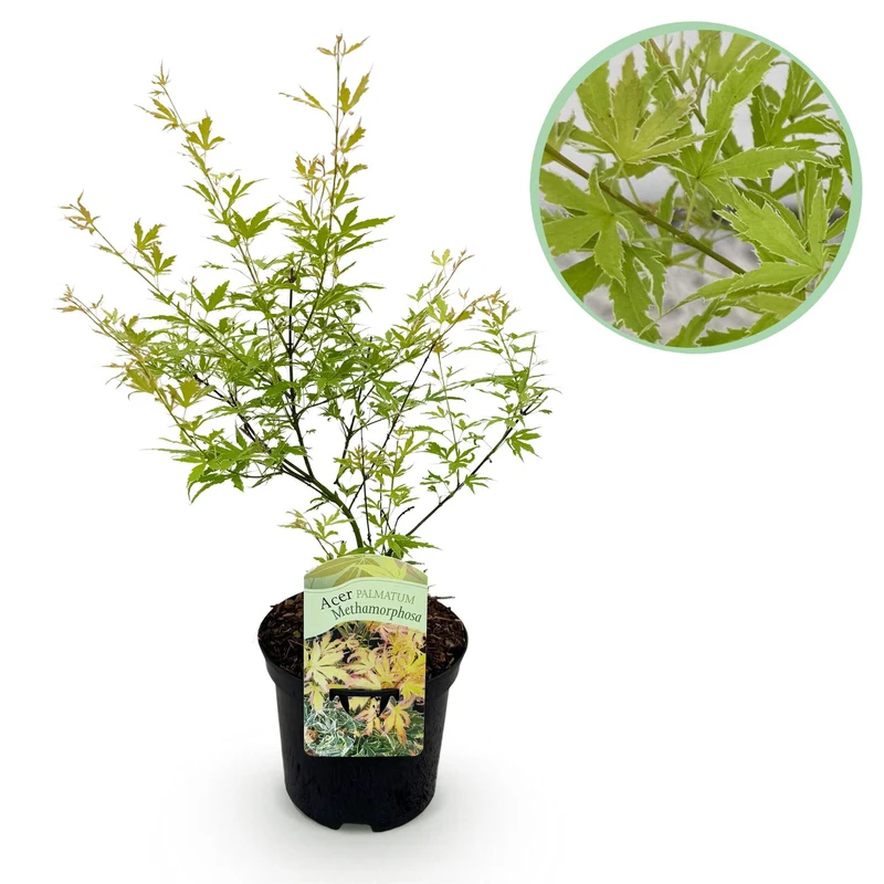 Japanischer Ahorn Methamorphosa - Grün - 1 Pflanze - Laubabwerfend - Topf 19cm Höhe 70cm