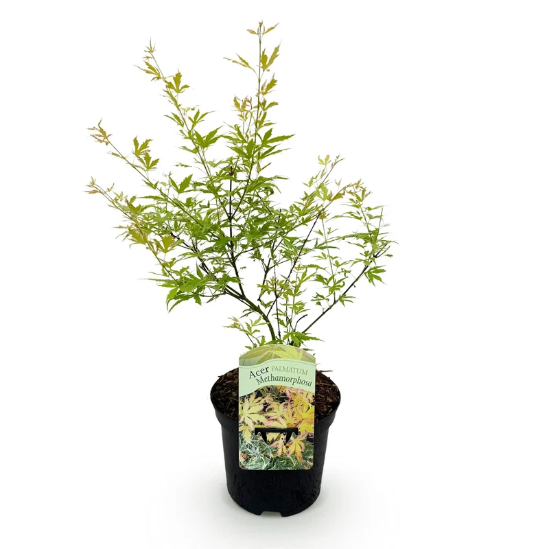 Japanischer Ahorn Methamorphosa - Grün - 1 Pflanze - Laubabwerfend - Topf 19cm Höhe 70cm